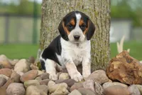 Copper 🐶, a male Beagle for sale in Fresno, OH – 3 of 10