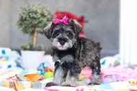 Mila, a female Miniature Schnauzer for sale in Fresno, OH – Photo 3 of 5