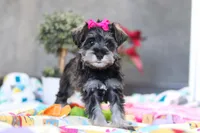 Mila, a female Miniature Schnauzer for sale in Fresno, OH – Photo 4 of 5