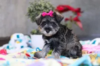 Mila, a female Miniature Schnauzer for sale in Fresno, OH – Photo 5 of 5