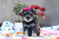 Mila, a female Miniature Schnauzer for sale in Fresno, OH – Photo 1 of 5