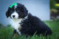 Landon🐾, a male Miniature Aussiedoodle for sale in Fresno, OH – 5 of 9