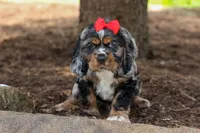 Brunson 🐶💙, a male Cocker Spaniel for sale in Fresno, OH – 4 of 10