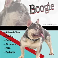 Memphis, a male French Bulldog for sale in Fresno, OH – 8 of 10