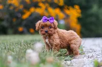 Lilac, a female Cavapoo for sale in Fresno, OH – 5 of 9