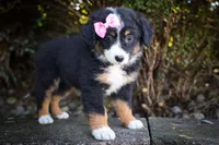Layla🎀 , a female Miniature Aussiedoodle for sale in Fresno, OH – 6 of 10