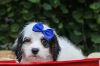 Parker, a male Cavapoo for sale in Fresno, OH – 6 of 10