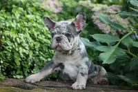 🐾 Magnes, a male French Bulldog for sale in Fresno, OH – 7 of 10