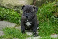 Melody 🎀, a female Staffordshire Bull Terrier for sale in Fresno, OH – 10 of 10