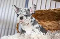 🐾 Magnes, a male French Bulldog for sale in Fresno, OH – 4 of 10