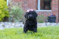 Sofie, a female Newfypoo for sale in Fresno, OH – 4 of 8