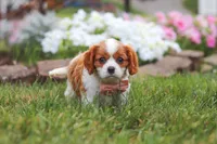 Bentley, a male Cavalier King Charles Spaniel for sale in Fresno, OH – 5 of 7