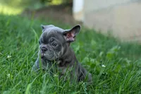 🐾 Mickey, a male French Bulldog for sale in Fresno, OH – 3 of 8