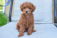 Denver 💕🐶, a male Poodle - Miniature  for sale in Fresno, OH – 1 of 7