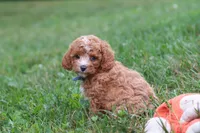 Jaxon, a male Cavapoo for sale in Fresno, OH – 2 of 9