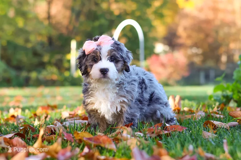 Latte – Miniature Bernedoodle puppy for sale in Fresno, OH