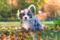Latte, a female Miniature Bernedoodle for sale in Fresno, OH – 1 of 5