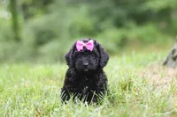 Juniper, a female Cavapoo for sale in Fresno, OH – 2 of 6