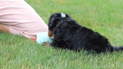 Brandon, a male Miniature Bernedoodle for sale in Fresno, OH – 6 of 6