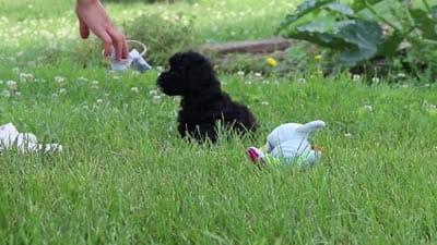 Riley, a male Havapoo for sale in Fresno, OH – 10 of 10