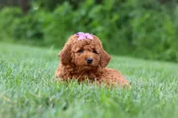 Jennifer, a female Goldendoodle for sale in Fresno, OH – 2 of 8