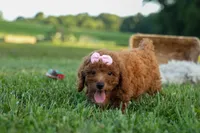 Dixie 🎀🐶, a female Poodle - Miniature  for sale in Fresno, OH – 2 of 10