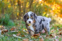 Bogey, a male Miniature Bernedoodle for sale in Fresno, OH – 2 of 9