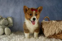 Legend, a male Pembroke Welsh Corgi for sale in Fresno, OH – 4 of 10