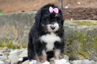 Daisy, a female Bernedoodle for sale in Fresno, OH – 7 of 10