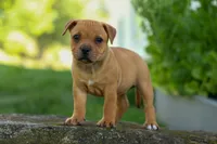 Mia Belle 🌸, a female Staffordshire Bull Terrier for sale in Fresno, OH – 7 of 10