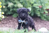 Ricky, a male Yorkipoo for sale in Fresno, OH – 3 of 6