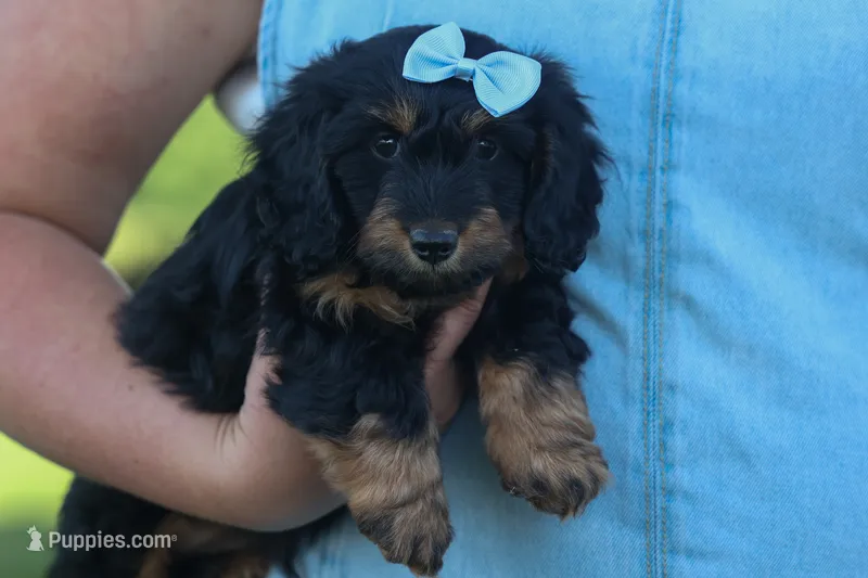 Harley 🦴🐶 – Miniature Dachshund puppy for sale in Fresno, OH