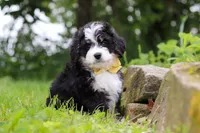 Weasley, a male Miniature Bernedoodle for sale in Fresno, OH – 2 of 8