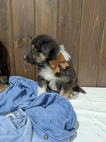 🐾 MEET Beau🐶❤️ , a male Australian Shepherd and Border Collie for sale in Fresno, OH – Photo 10 of 10