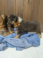 🐾 MEET Beau🐶❤️ , a male Australian Shepherd and Border Collie for sale in Fresno, OH – Photo 5 of 10