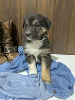🐾 MEET Beau🐶❤️ , a male Australian Shepherd and Border Collie for sale in Fresno, OH – Photo 4 of 10
