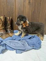 🐾 MEET Beau🐶❤️ , a male Australian Shepherd and Border Collie for sale in Fresno, OH – Photo 7 of 10
