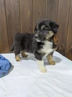 🐾 MEET Beau🐶❤️ , a male Australian Shepherd and Border Collie for sale in Fresno, OH – Photo 3 of 10