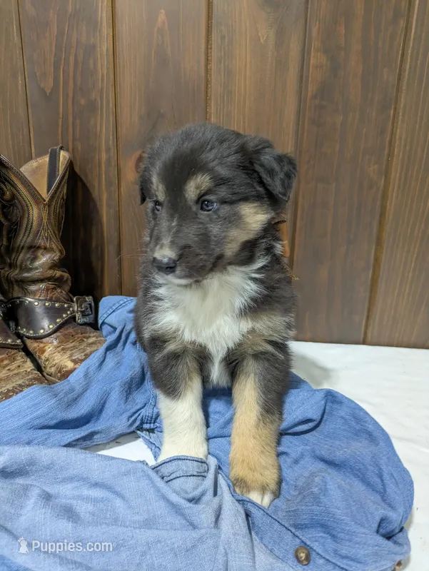 🐾 MEET Beau🐶❤️  – Australian Shepherd, Border Collie puppy for sale in Fresno, OH