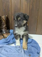 🐾 MEET Beau🐶❤️ , a male Australian Shepherd and Border Collie for sale in Fresno, OH – Photo 1 of 10
