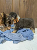 🐾 MEET Beau🐶❤️ , a male Australian Shepherd and Border Collie for sale in Fresno, OH – Photo 6 of 10