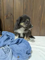 🐾 MEET Beau🐶❤️ , a male Australian Shepherd and Border Collie for sale in Fresno, OH – Photo 9 of 10
