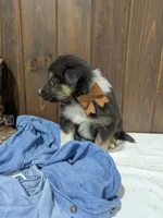 🐾 MEET Beau🐶❤️ , a male Australian Shepherd and Border Collie for sale in Fresno, OH – Photo 8 of 10