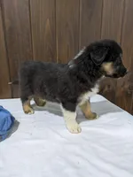 🐾 MEET Beau🐶❤️ , a male Australian Shepherd and Border Collie for sale in Fresno, OH – Photo 2 of 10