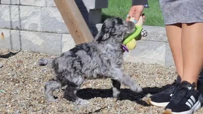 Roxy, a female Newfypoo for sale in Fresno, OH – 7 of 7