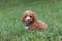 Jaxon, a male Cavapoo for sale in Fresno, OH – 5 of 9
