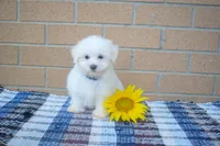 Ryan 🩵, a male Maltese for sale in Fresno, OH – 4 of 4