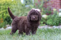 Chloe, a female Newfypoo for sale in Fresno, OH – 4 of 8
