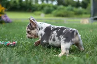 Finn 🐾, a male French Bulldog for sale in Fresno, OH – 6 of 9
