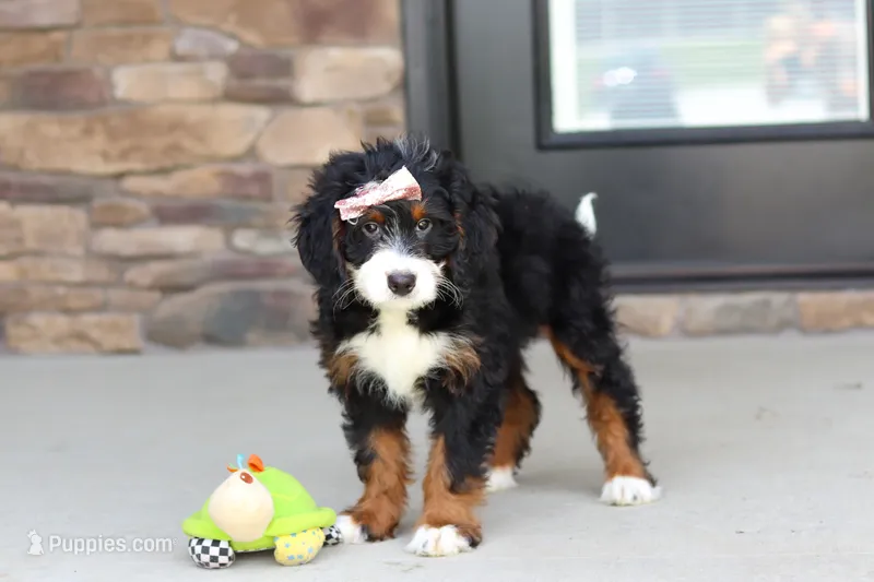Millie – Miniature Bernedoodle puppy for sale in Fresno, OH